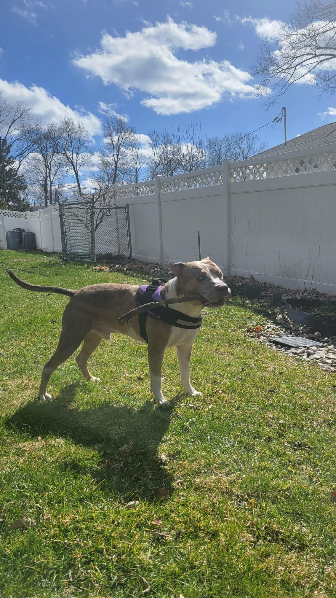 Enlarge Rune, a Adoptable mixed breed in Westwood, NJ image 5/5