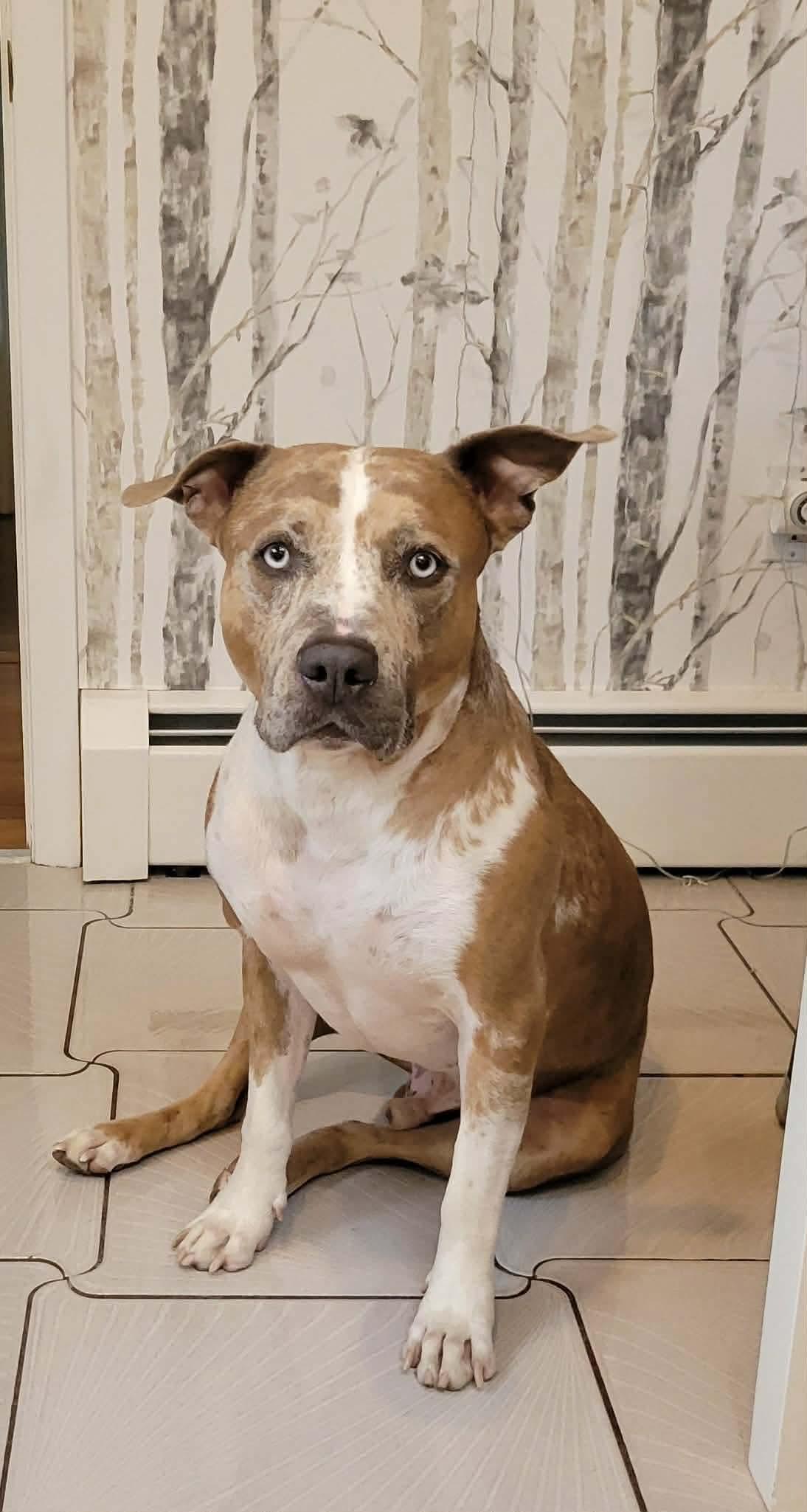 Enlarge Rune, a Adoptable mixed breed in Westwood, NJ image 1/5