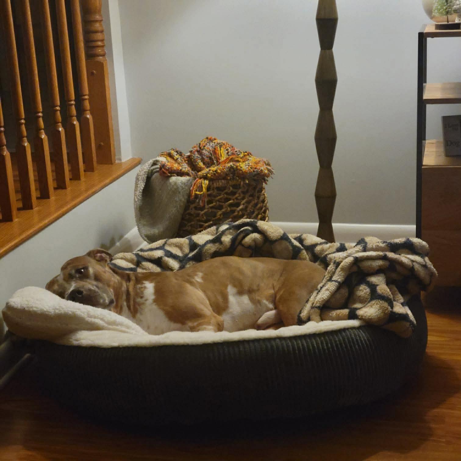Enlarge Rune, a Adoptable mixed breed in Westwood, NJ image 4/5