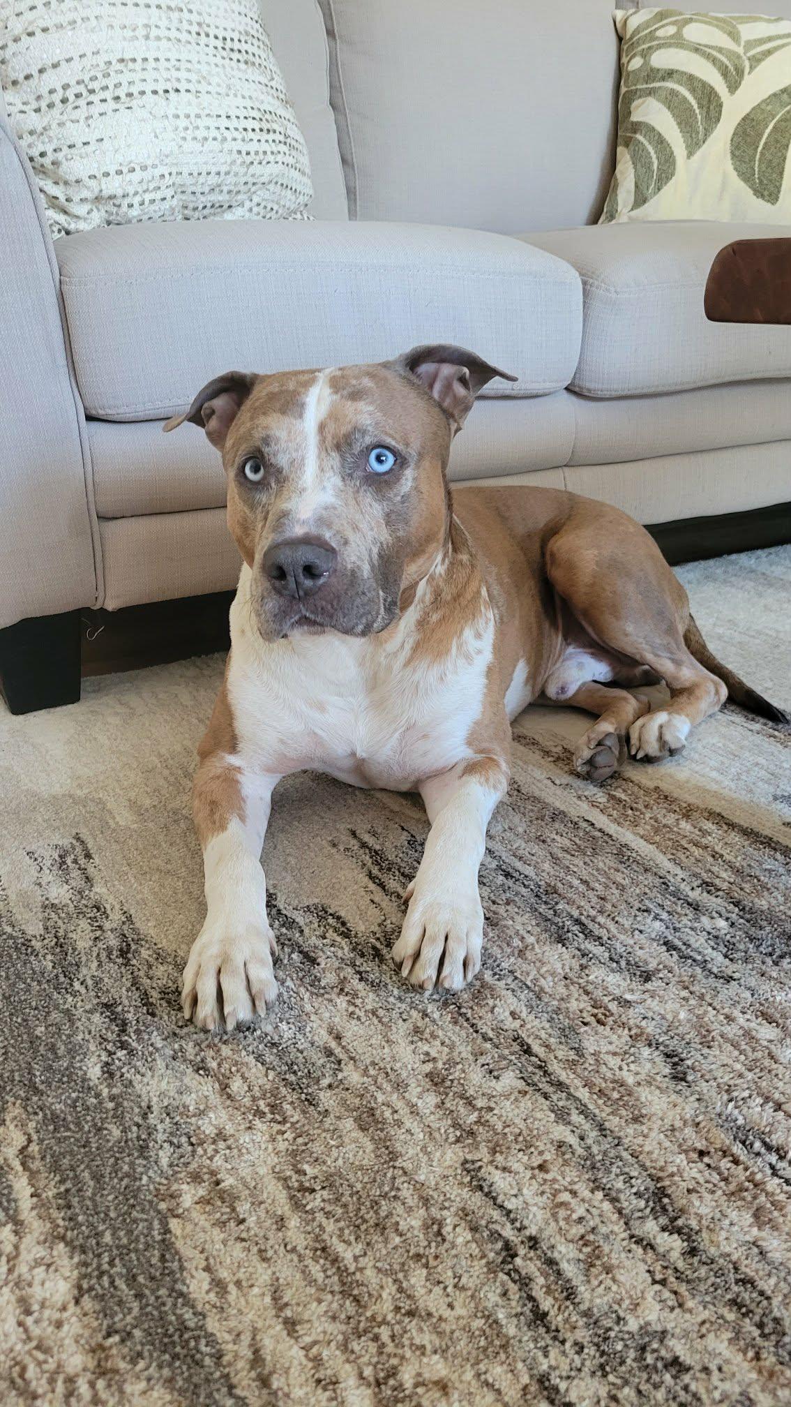 Enlarge Rune, a Adoptable mixed breed in Westwood, NJ image 2/5