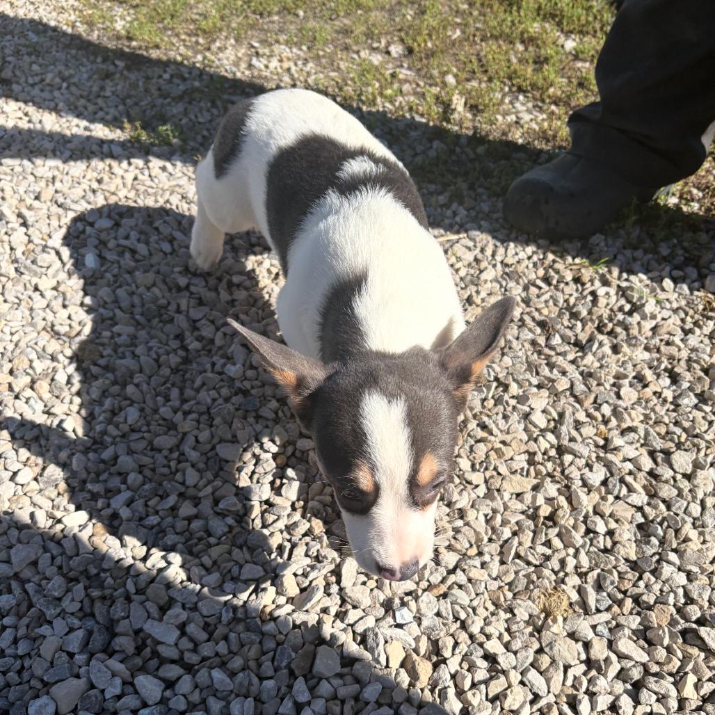 Boop, Adoptable, Puppy Female Corgi & French Bulldog.