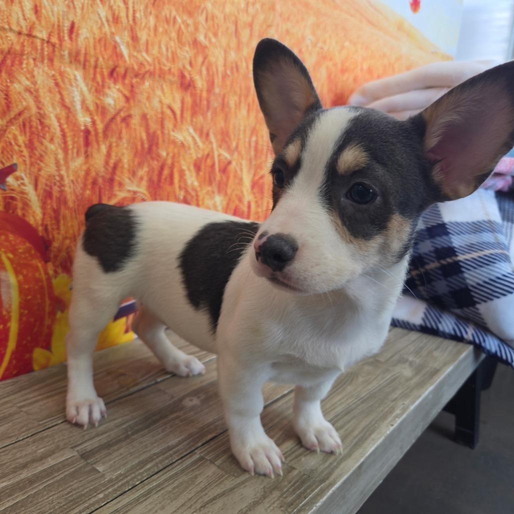 Enlarge Boop, a Adoptable mixed breed in Normal, IL image 2/2