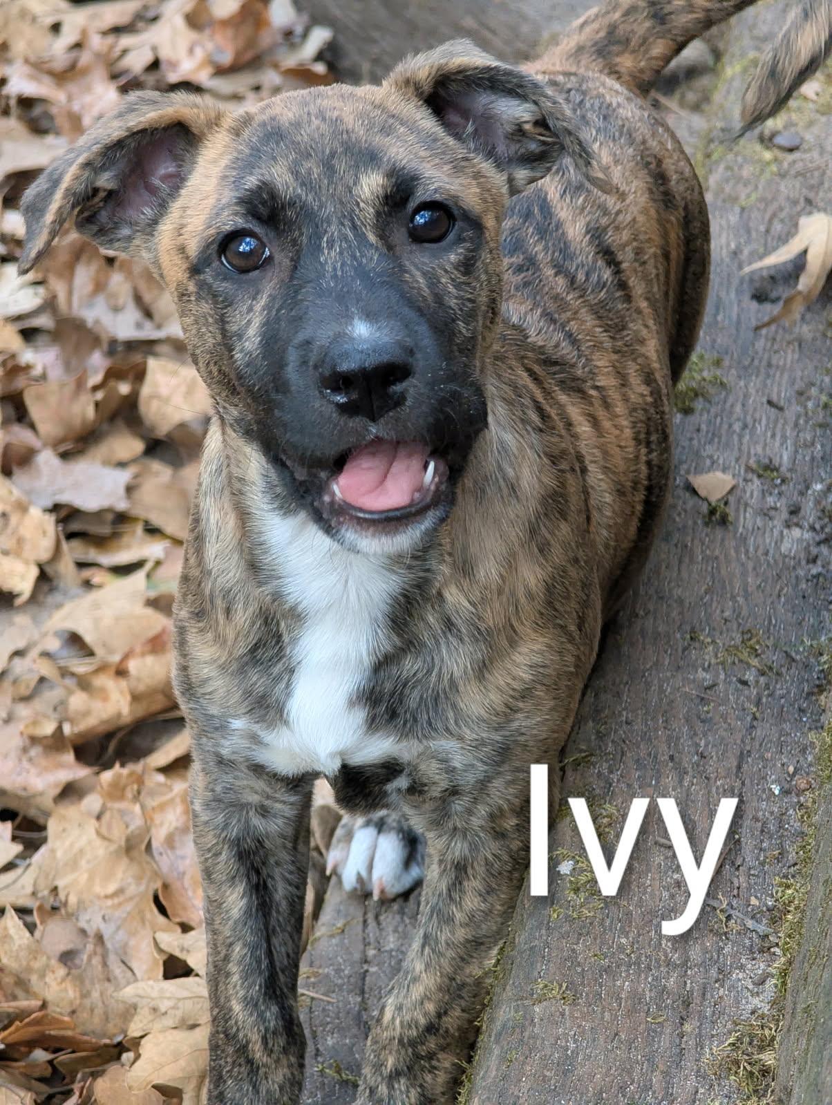 Ivy, an adoptable mixed breed in Pembroke, MA image 2/2