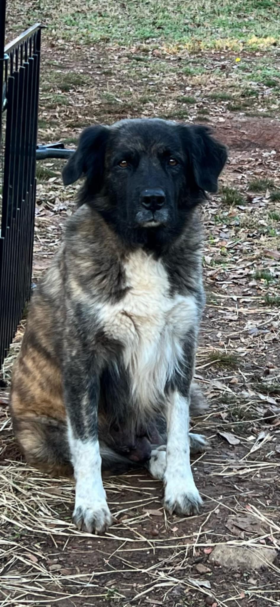 Missy * — thumbnail 3