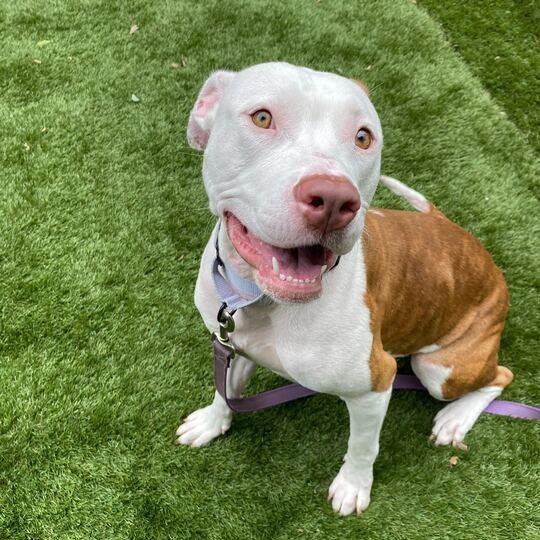 Diet Water, Adoptable, Adult Female Mixed Breed.