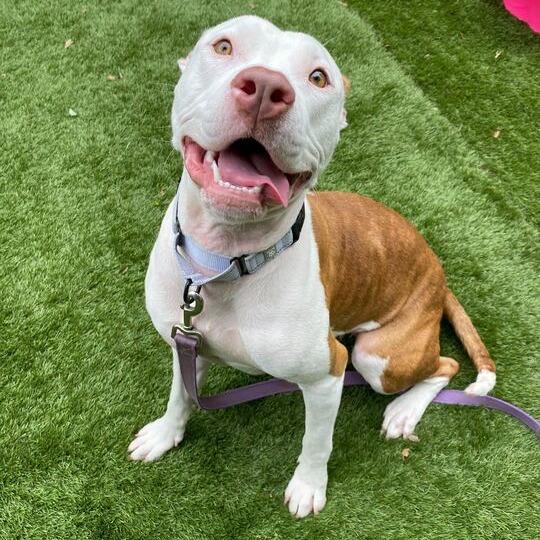 Diet Water, a Adoptable Mixed Breed in Davenport, IA image 2/3