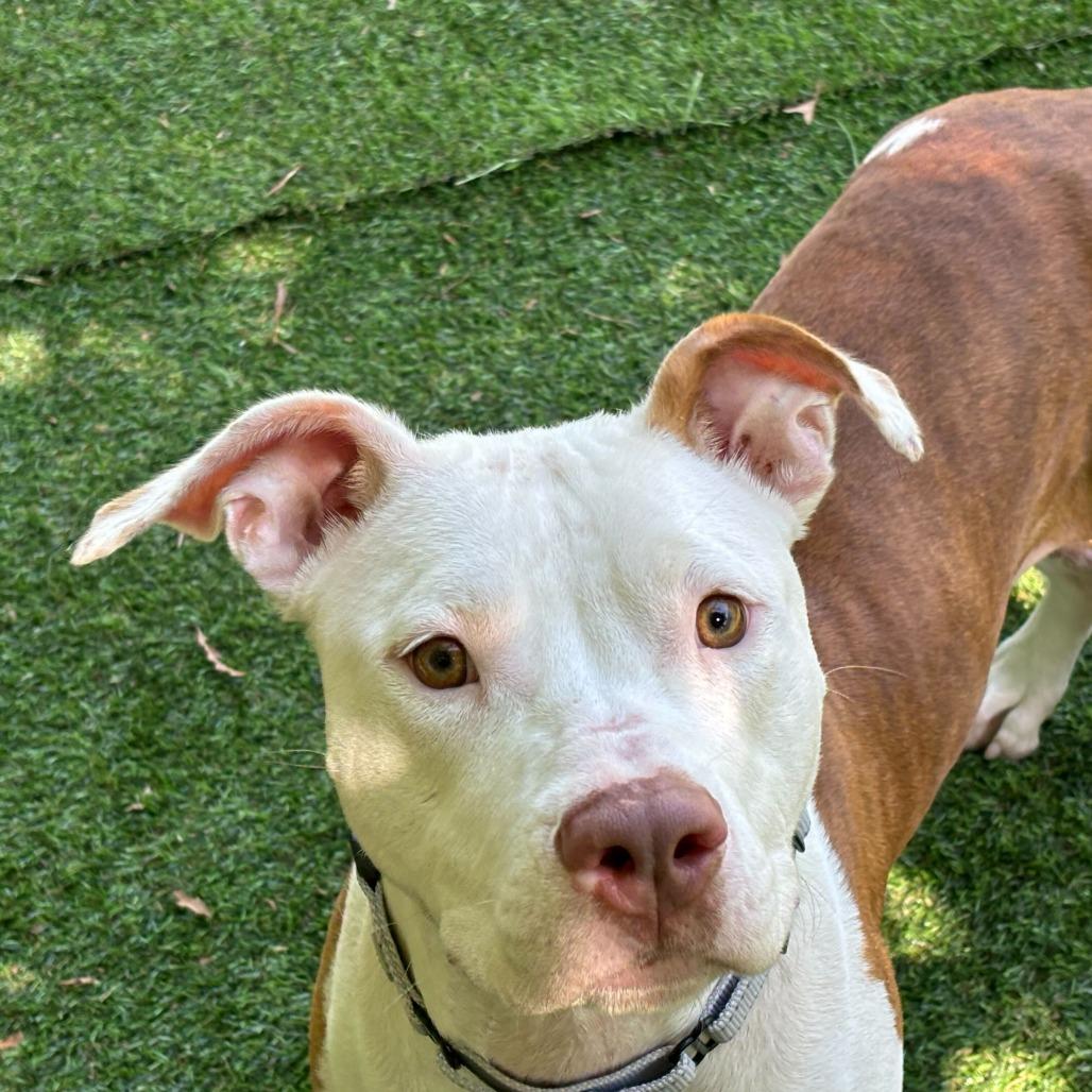 Diet Water, a Adoptable Mixed Breed in Davenport, IA image 3/3