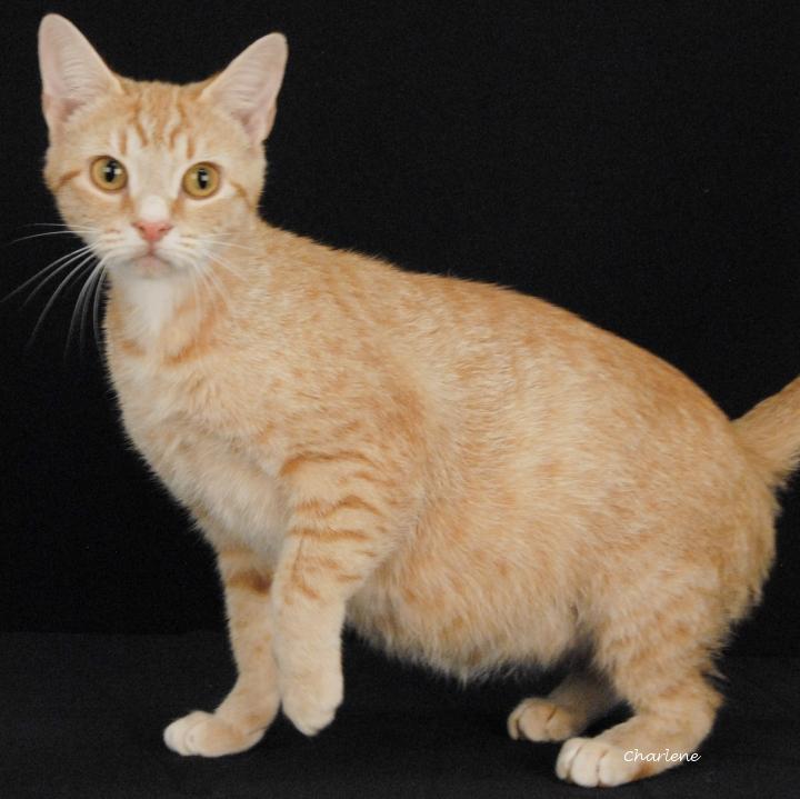 Enlarge Glamor, a ADOPTABLE Tabby in Newland, NC image 2/2