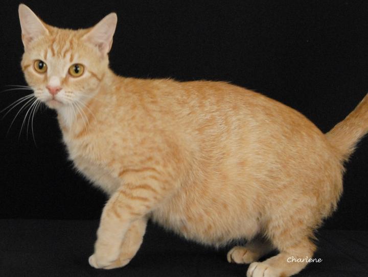 Enlarge Glamor, a ADOPTABLE Tabby in Newland, NC image 1/2
