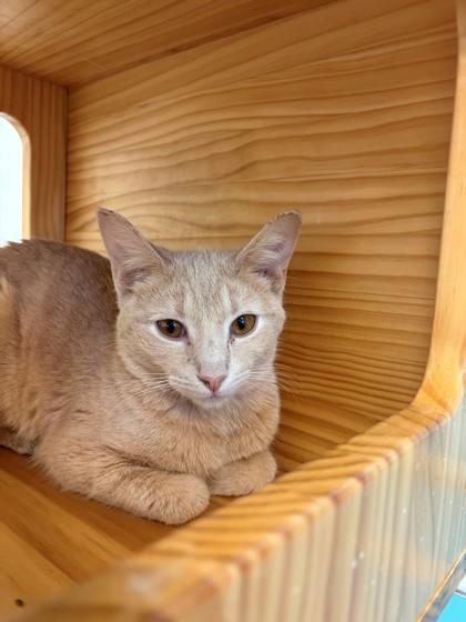 Enlarge Lizard, a Adoptable mixed breed in New Hope, PA image 1/3