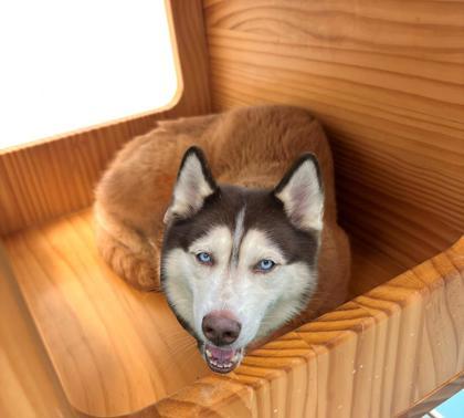 Enlarge Lizard, a Adoptable mixed breed in New Hope, PA image 2/3