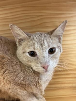 Enlarge Lizard, a Adoptable mixed breed in New Hope, PA image 3/3