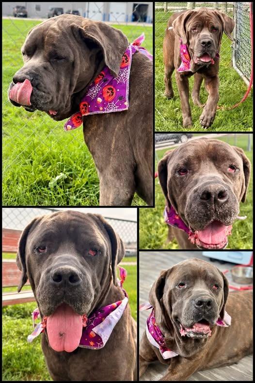 Enlarge Emmy, a Adoptable Mastiff in Rensselaer, IN image 1/1