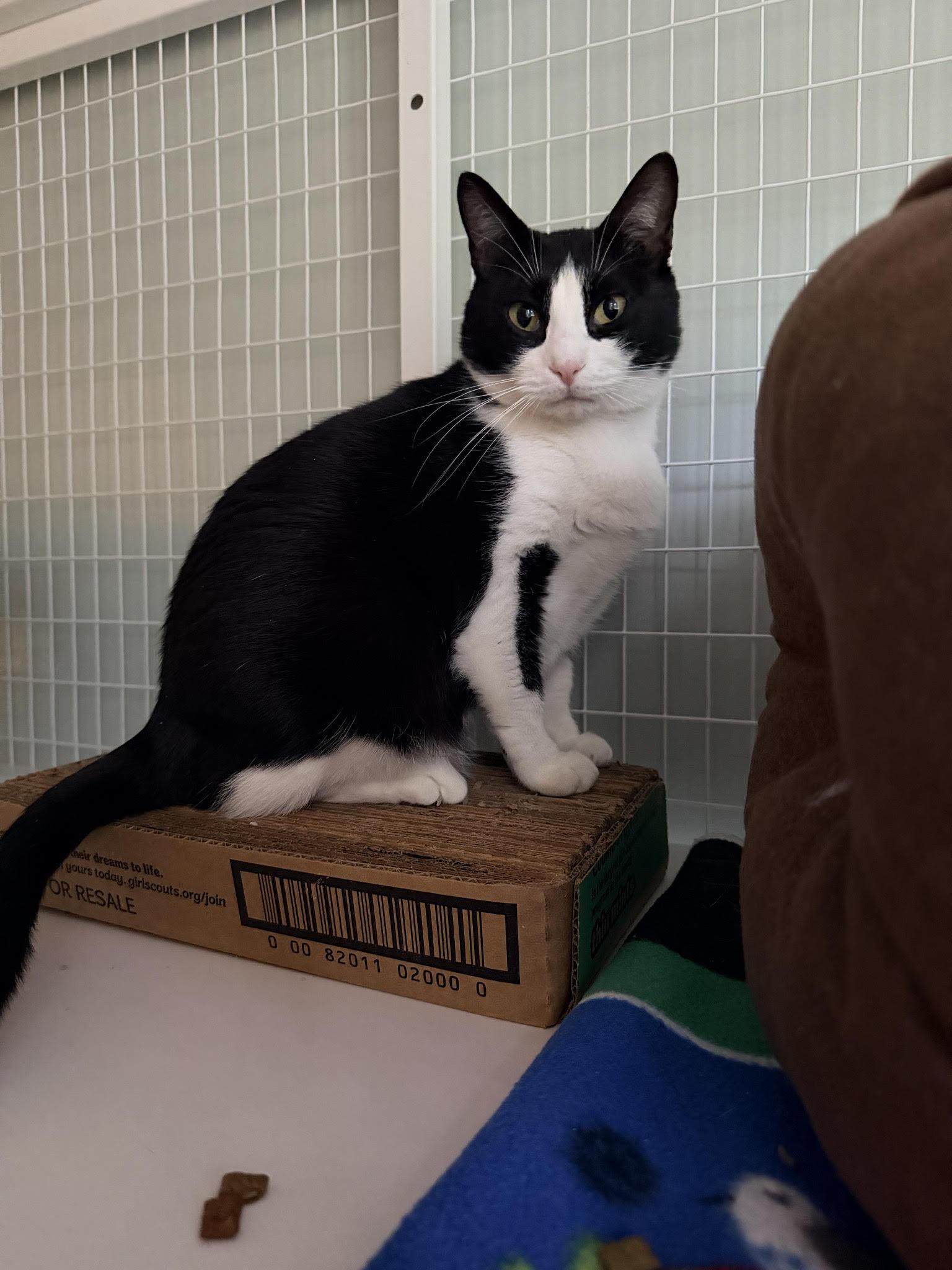 Enlarge Dolly, a ADOPTABLE Domestic Short Hair in Suffolk, VA image 1/2