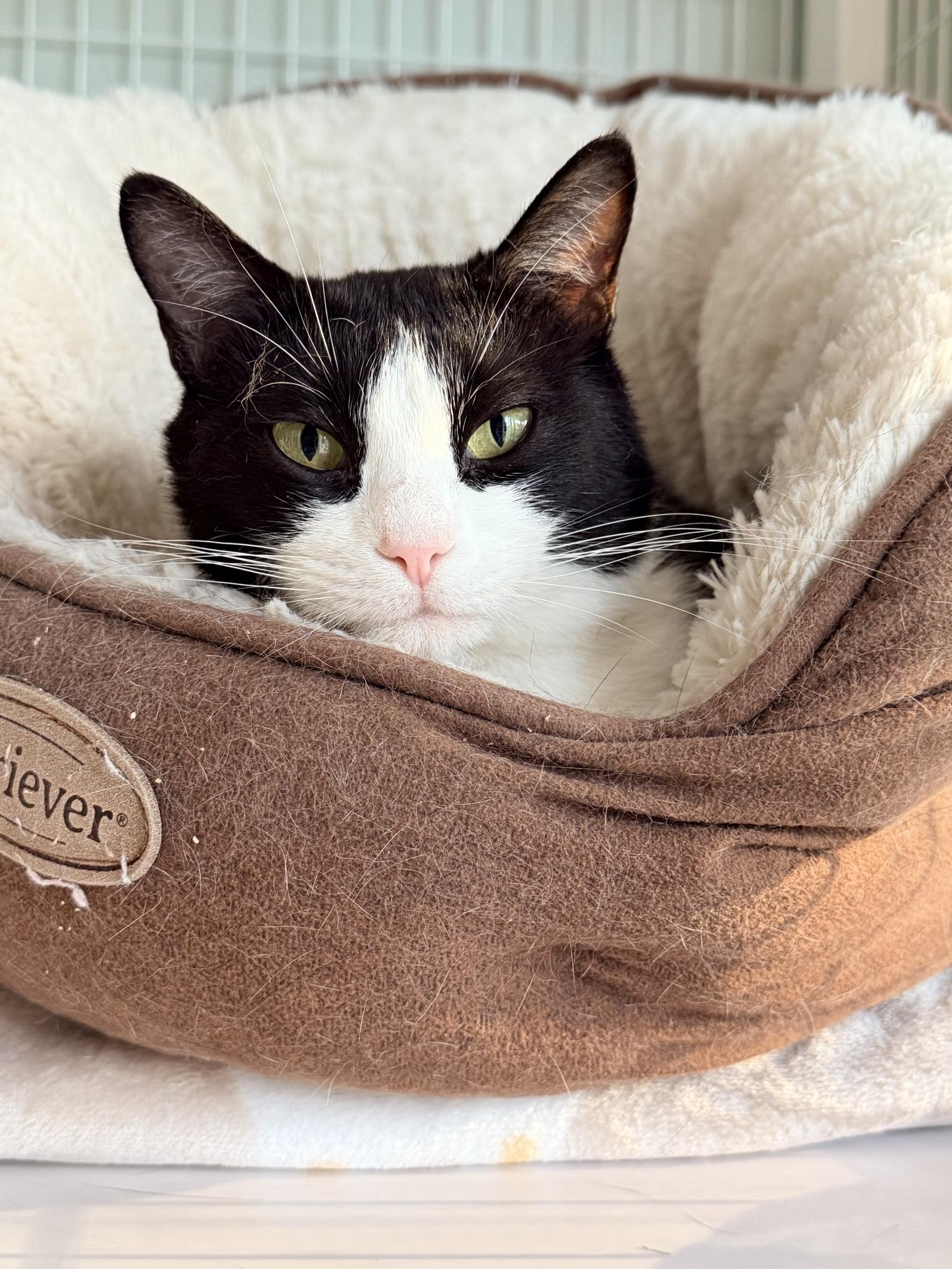 Enlarge Dolly, a ADOPTABLE Domestic Short Hair in Suffolk, VA image 1/2