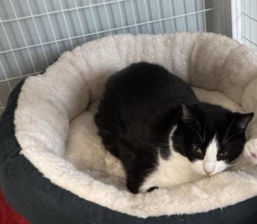 Enlarge Dolly, a ADOPTABLE Domestic Short Hair in Suffolk, VA image 2/2