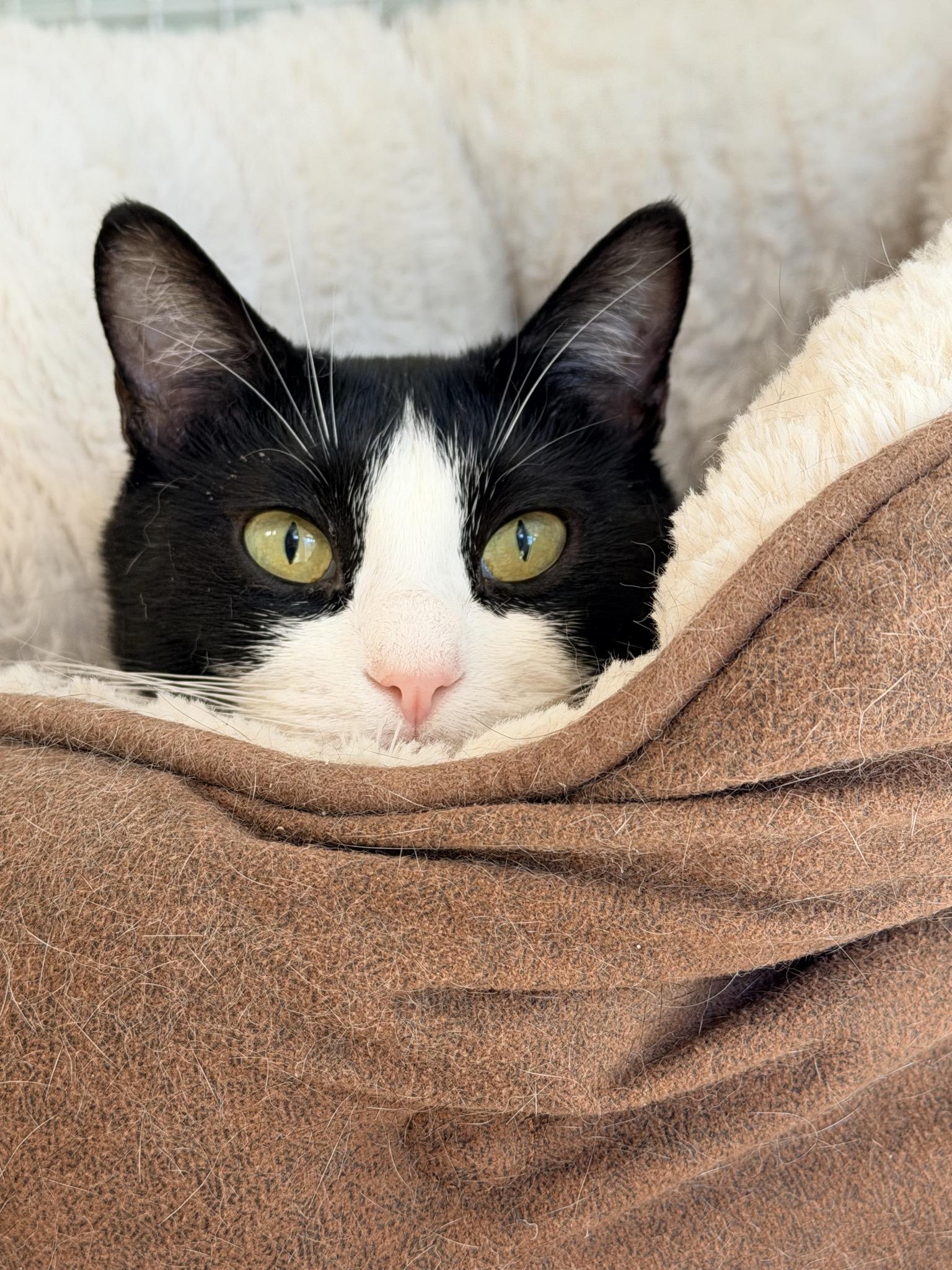 Enlarge Dolly, a ADOPTABLE Domestic Short Hair in Suffolk, VA image 2/2