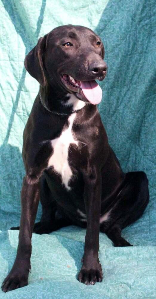 Enlarge Ruffles, a Adoptable mixed breed in New Bedford, MA image 1/2