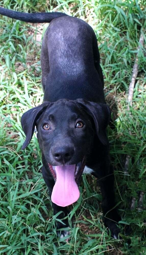 Ruffles, Adoptable, Puppy Female Labrador Retriever & American Bully.