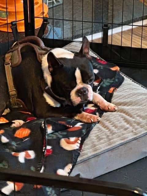 Mooch, adopted, Adult Male Boston Terrier.