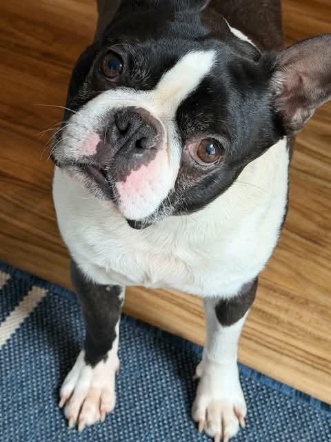 Enlarge Mooch, an adopted Boston Terrier in New York, NY image 2/3