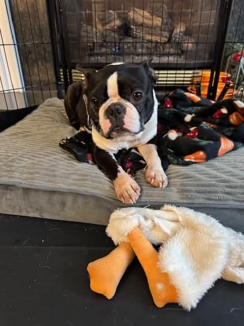 Enlarge Mooch, an adopted Boston Terrier in New York, NY image 3/3
