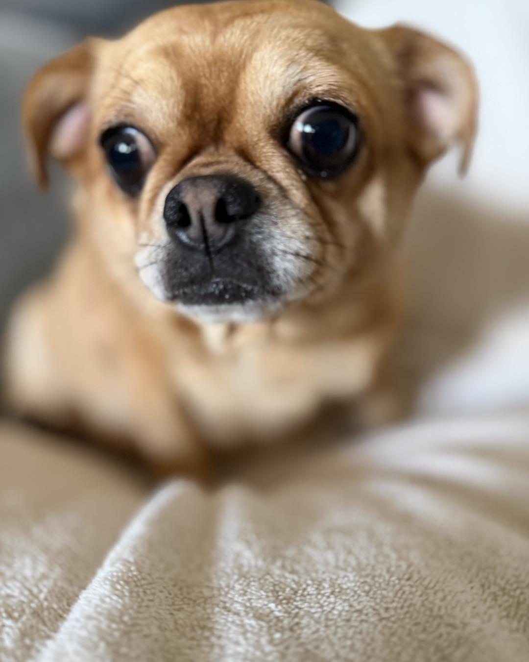 Mya, a ADOPTABLE mixed breed in Lincoln, NE image 2/2