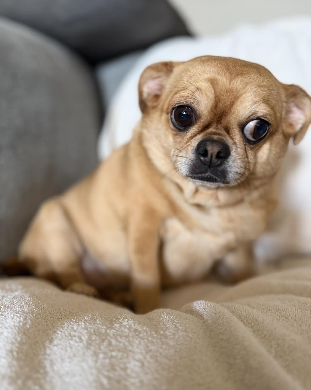 Mya, ADOPTABLE, Adult Female Pug & Chihuahua.