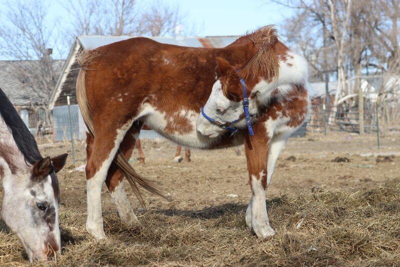 Enlarge Lily, a Adoptable Paint / Pinto in Scotland, SD image 1/6
