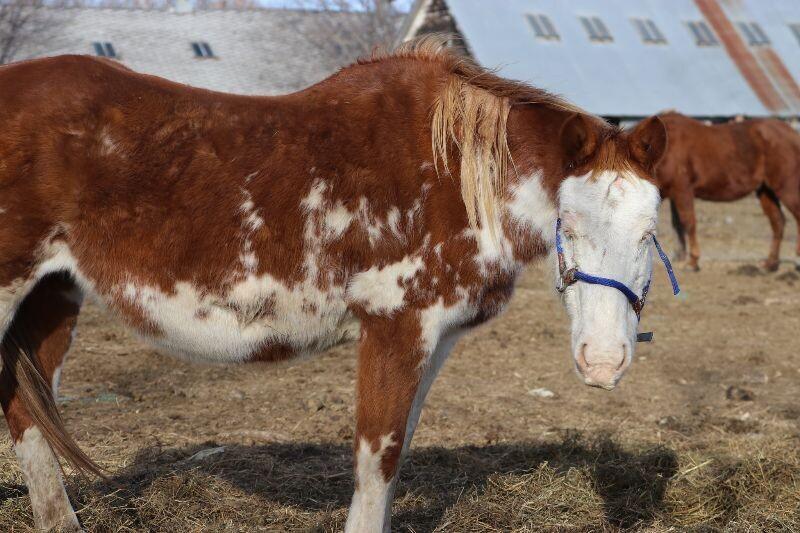 Enlarge Lily, a Adoptable Paint / Pinto in Scotland, SD image 2/6