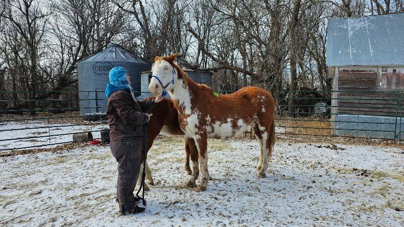 Enlarge Lily, a Adoptable Paint / Pinto in Scotland, SD image 3/6