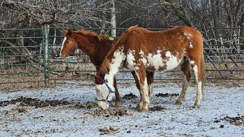 Enlarge Lily, a Adoptable Paint / Pinto in Scotland, SD image 4/6