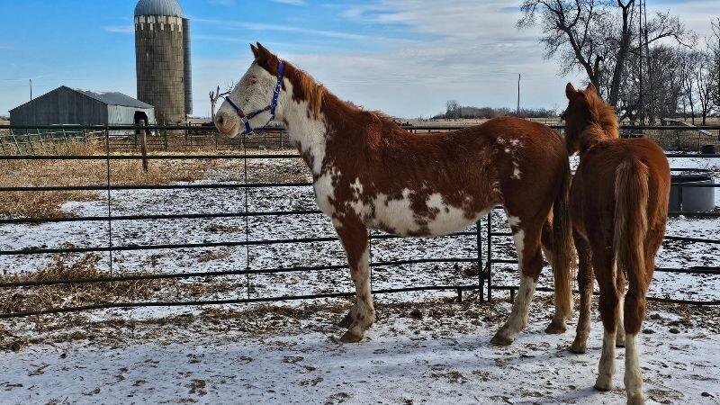 Enlarge Lily, a Adoptable Paint / Pinto in Scotland, SD image 5/6
