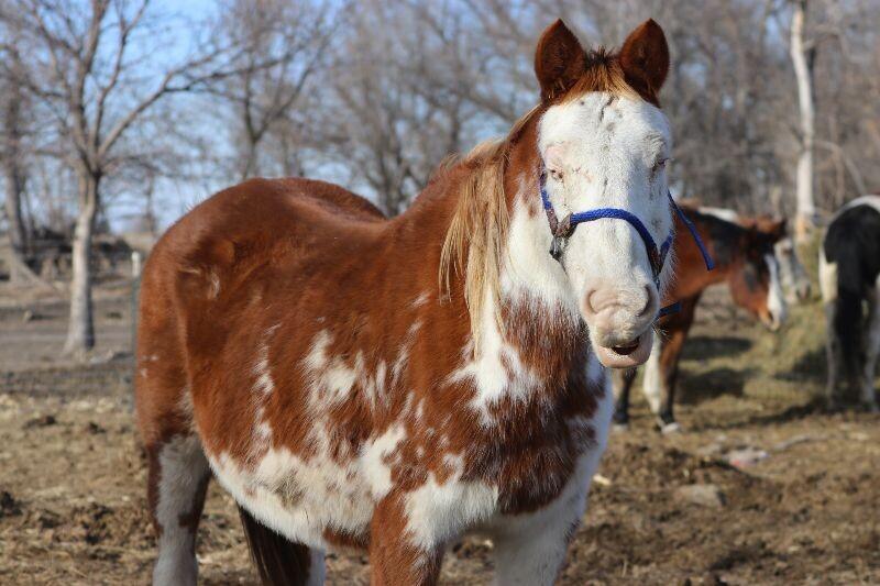 Enlarge Lily, a Adoptable Paint / Pinto in Scotland, SD image 6/6