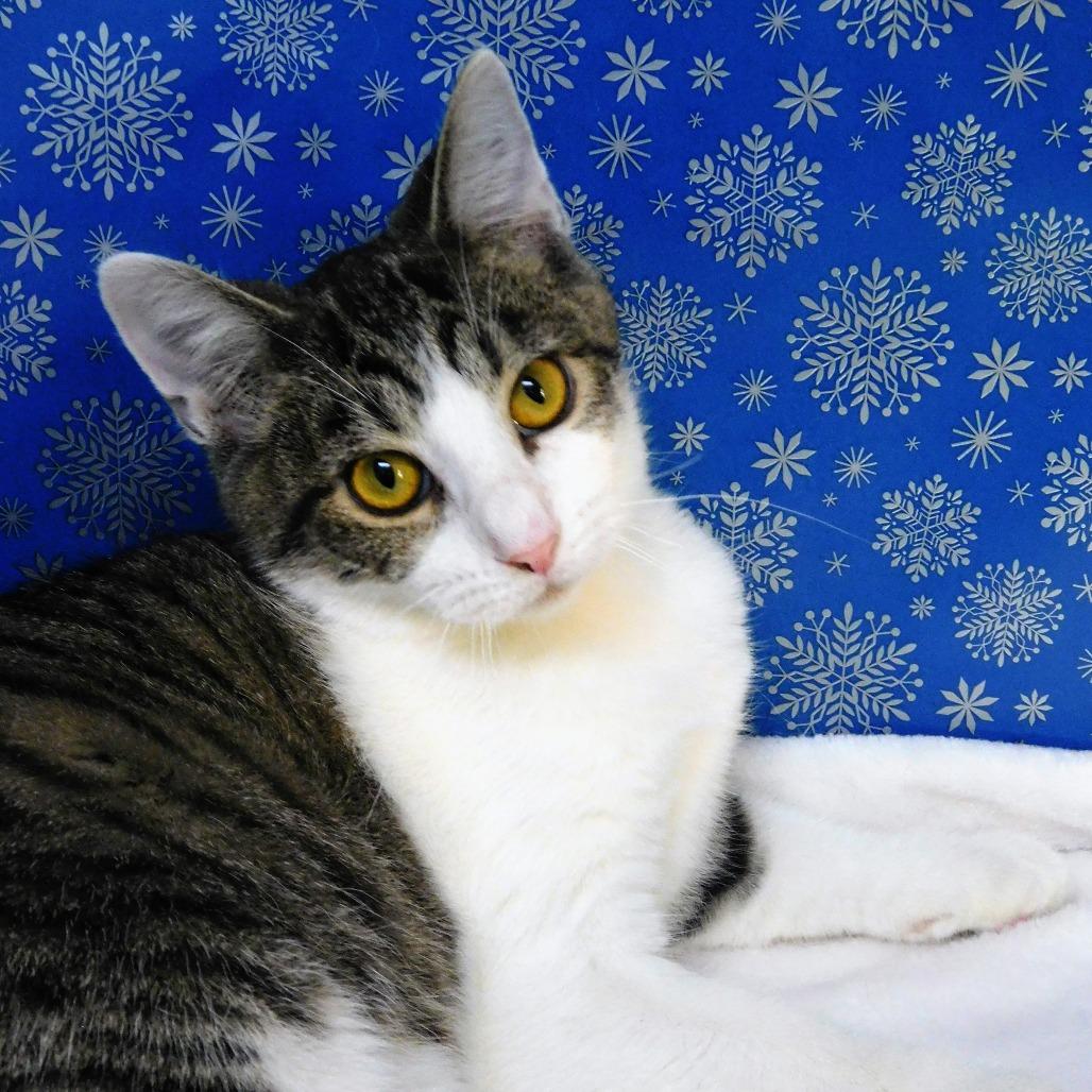 Enlarge Matthew, a Adoptable Domestic Short Hair in Canton, IL image 2/6