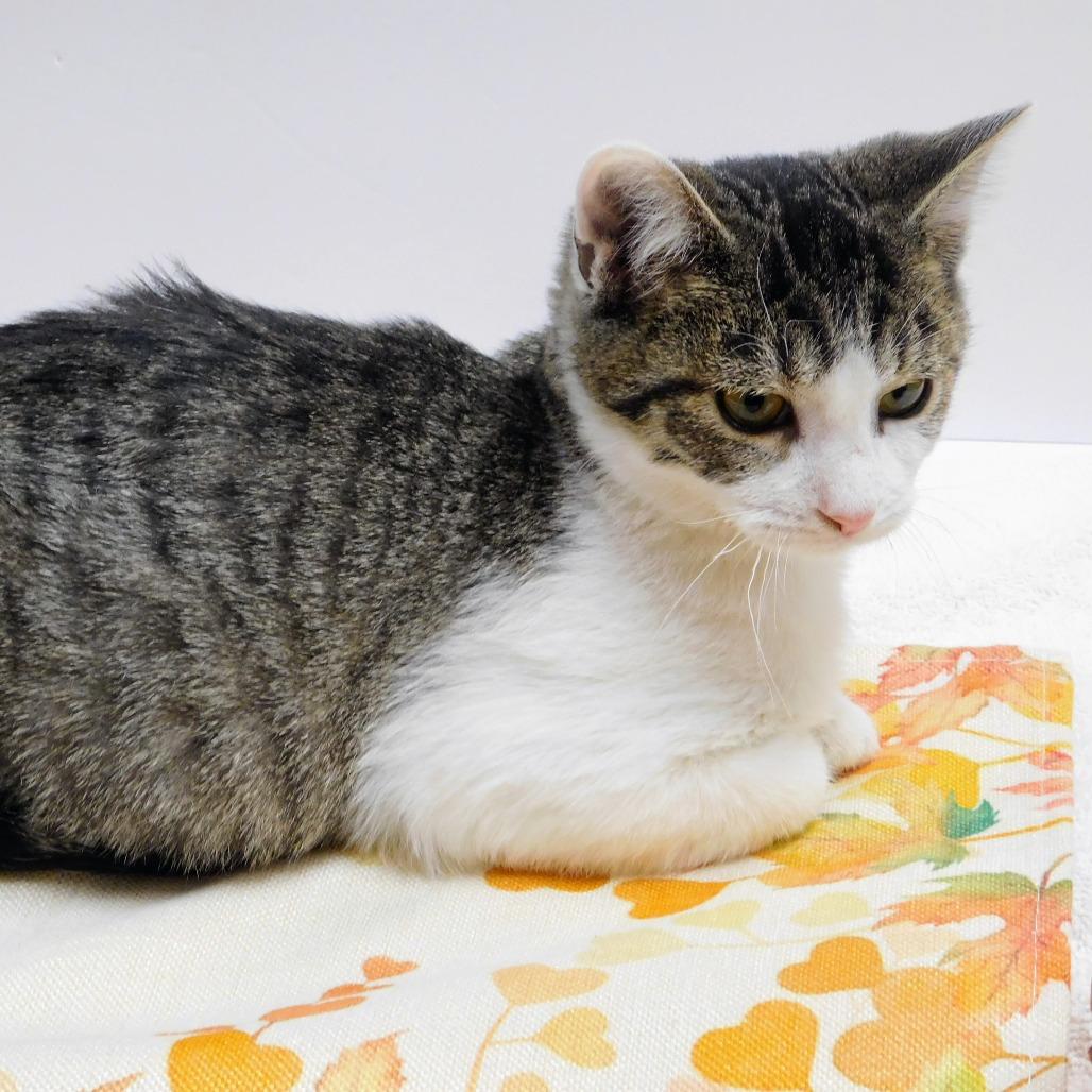 Enlarge Matthew, a Adoptable Domestic Short Hair in Canton, IL image 3/6