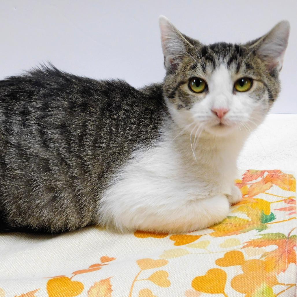 Enlarge Matthew, a Adoptable Domestic Short Hair in Canton, IL image 4/6