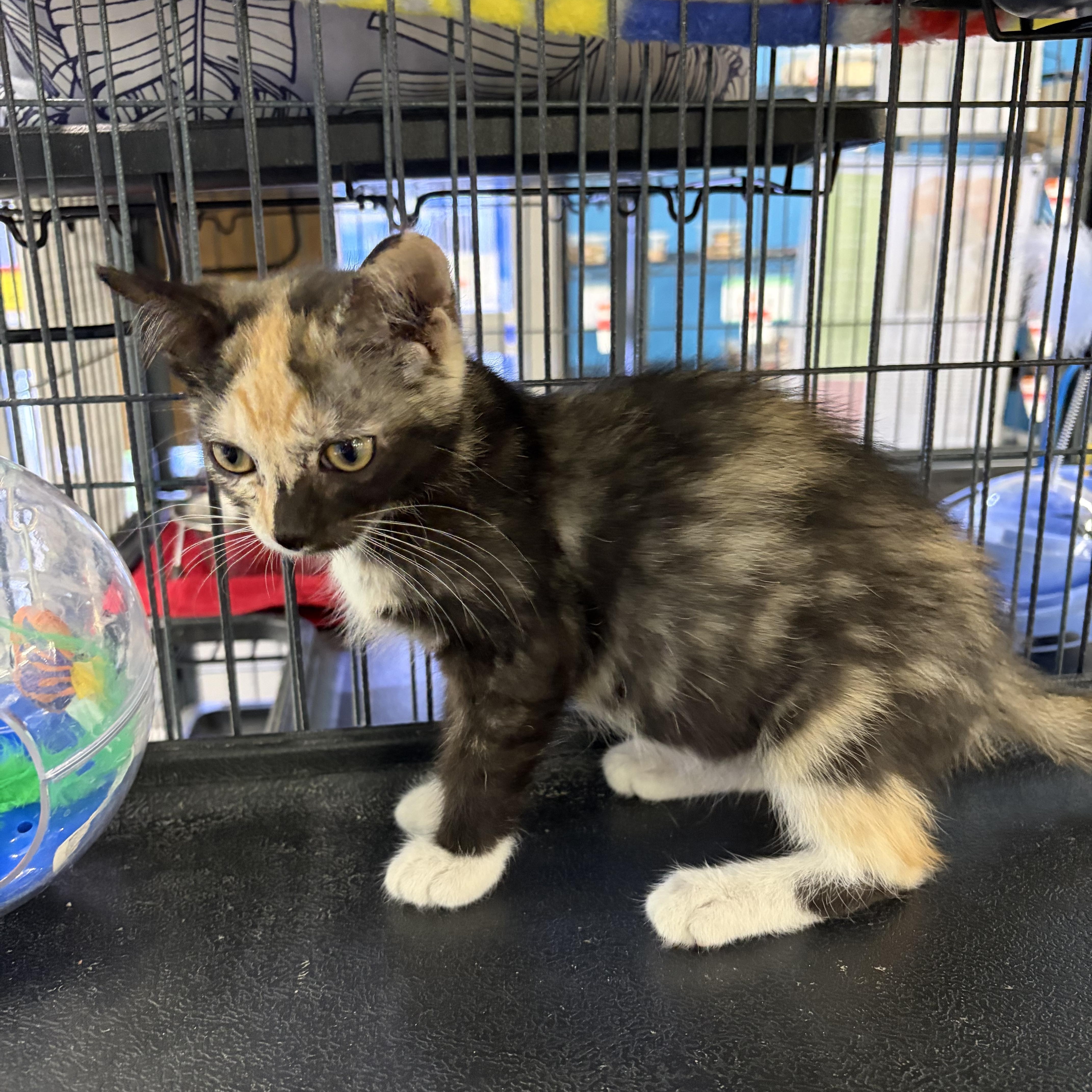 Enlarge Mackenzie, an adopted Domestic Short Hair in Midland, MI image 2/2