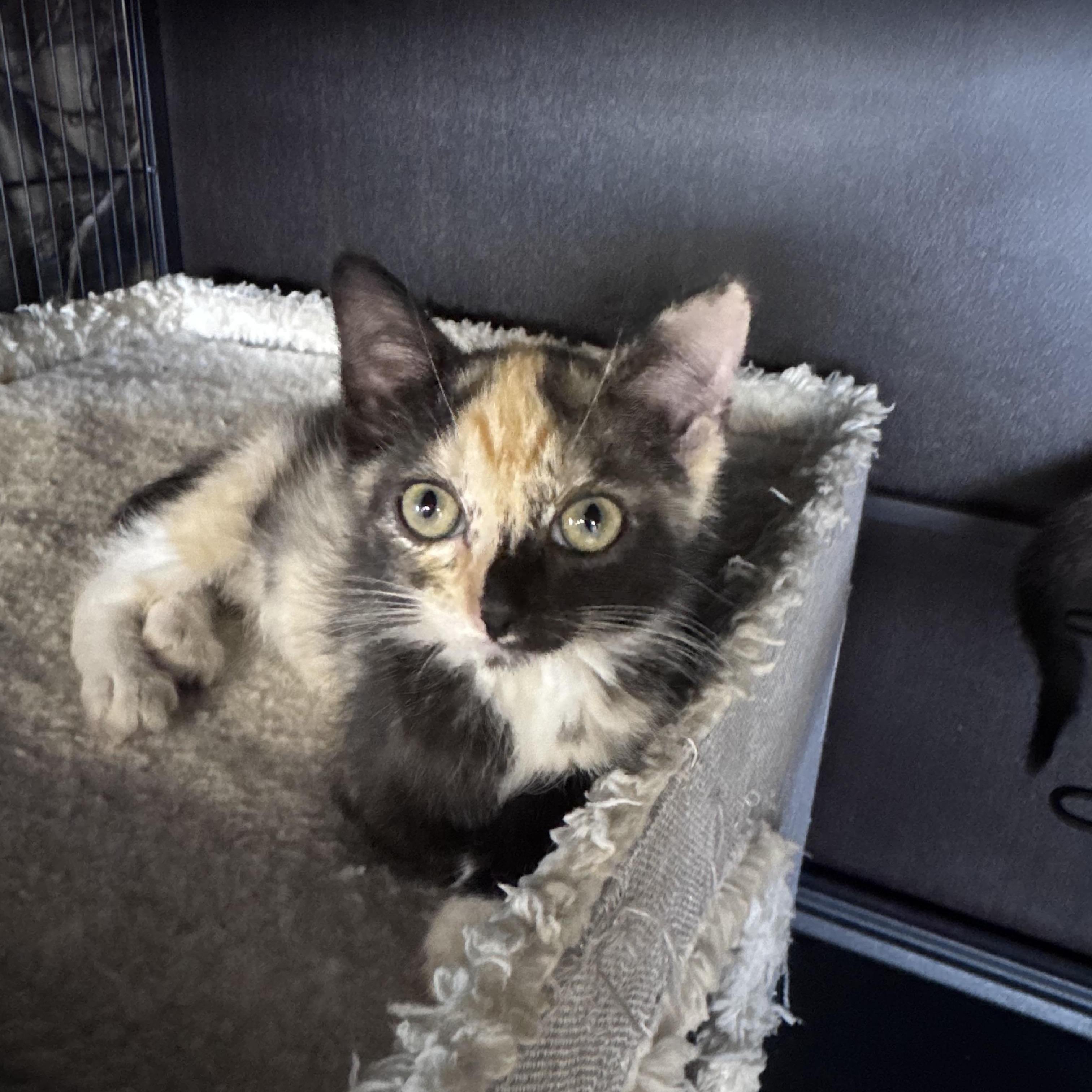 Enlarge Mackenzie, an adopted Domestic Short Hair in Midland, MI image 1/2