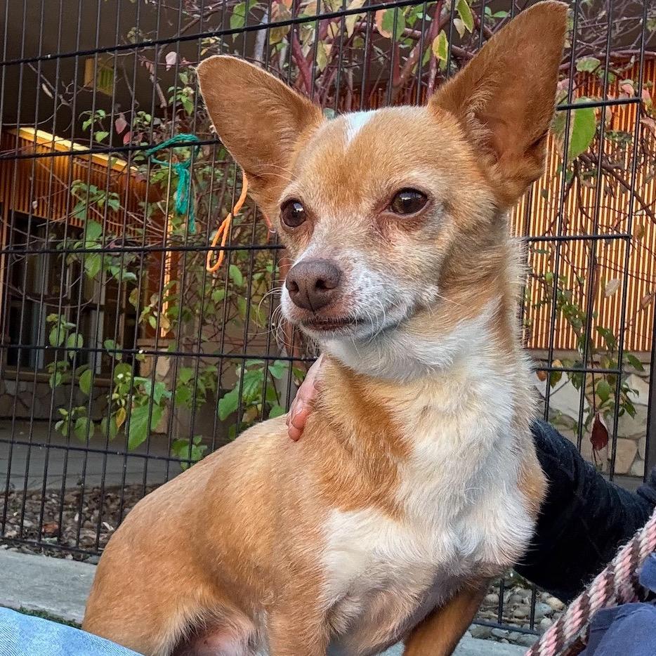 Frisco — thumbnail 2