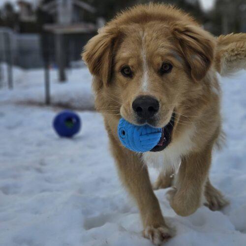 Enlarge Leo, a Adoptable mixed breed in Hawkestone, ON image 1/6