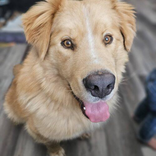 Enlarge Leo, a Adoptable mixed breed in Hawkestone, ON image 2/6