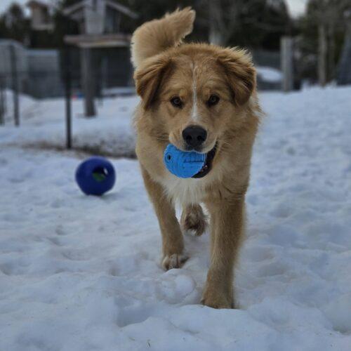 Enlarge Leo, a Adoptable mixed breed in Hawkestone, ON image 3/6