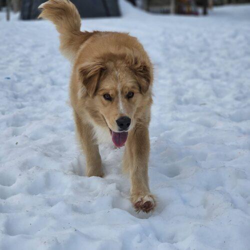 Enlarge Leo, a Adoptable mixed breed in Hawkestone, ON image 4/6