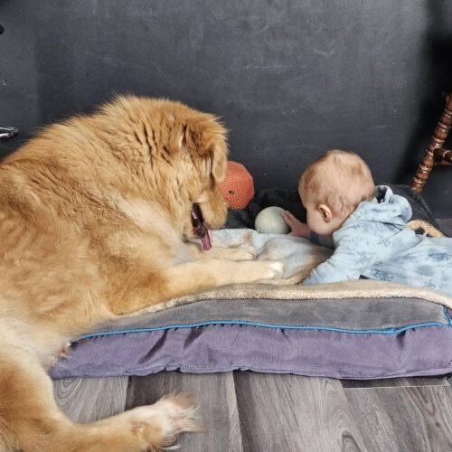 Enlarge Leo, a Adoptable mixed breed in Hawkestone, ON image 5/6