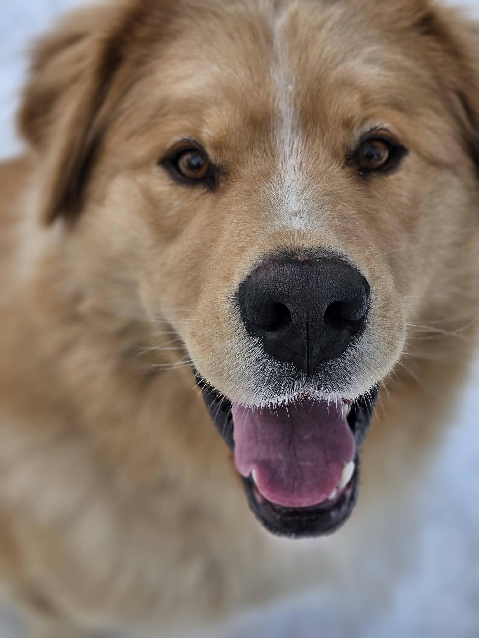 Enlarge Leo, a Adoptable mixed breed in Hawkestone, ON image 6/6