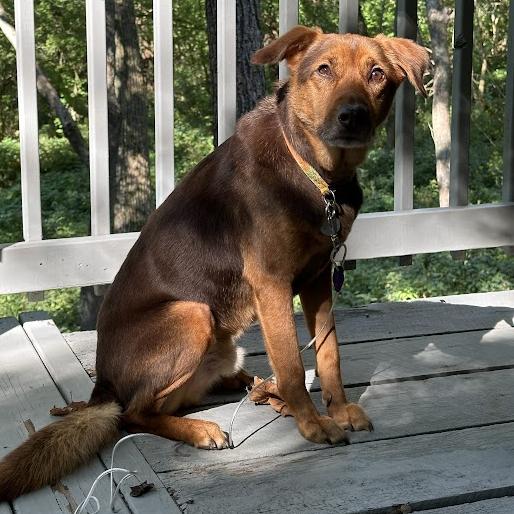 Enlarge Harry Pawter, a Adoptable mixed breed in Cincinnati, OH image 1/2
