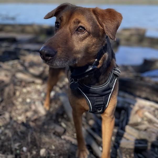 Enlarge Harry Pawter, a Adoptable mixed breed in Cincinnati, OH image 2/2