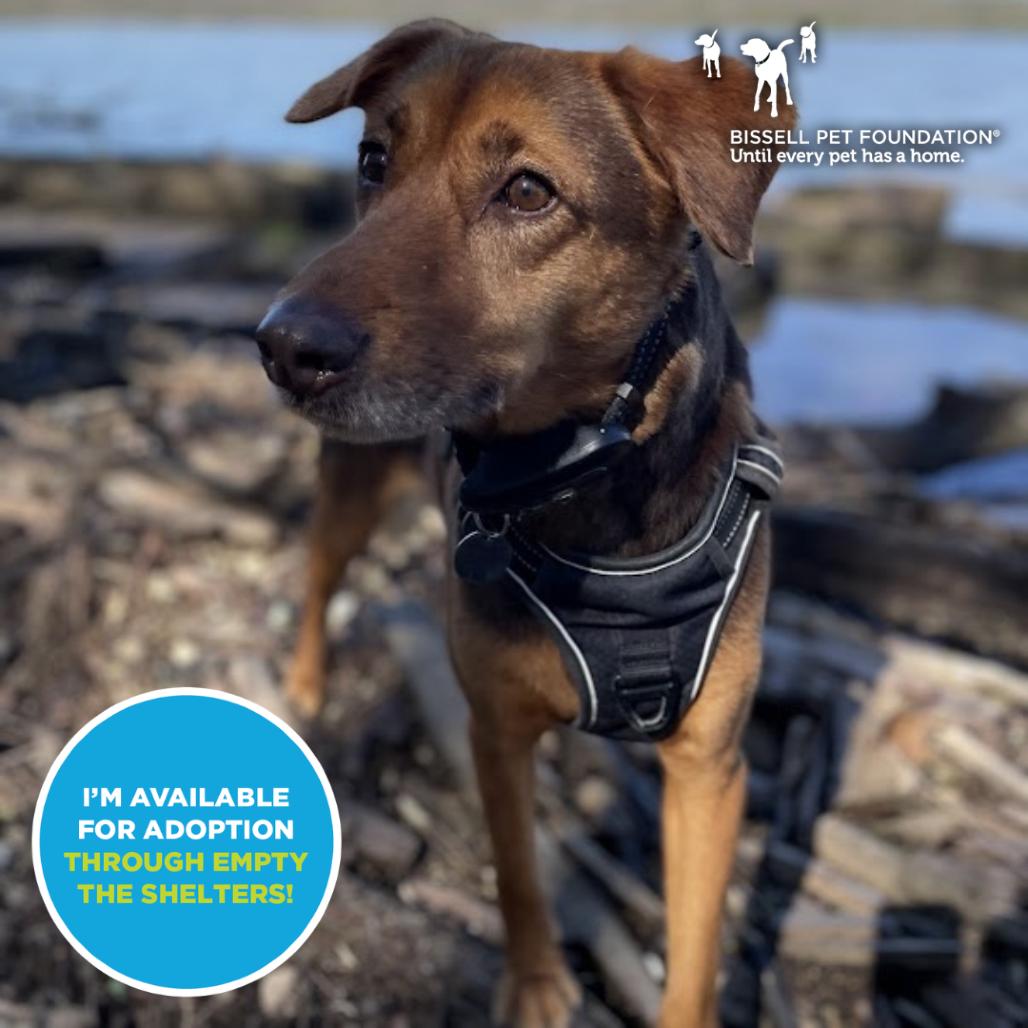 Enlarge Harry Pawter- $70 Adoption Fee!, a Adoptable mixed breed in Cincinnati, OH image 3/3