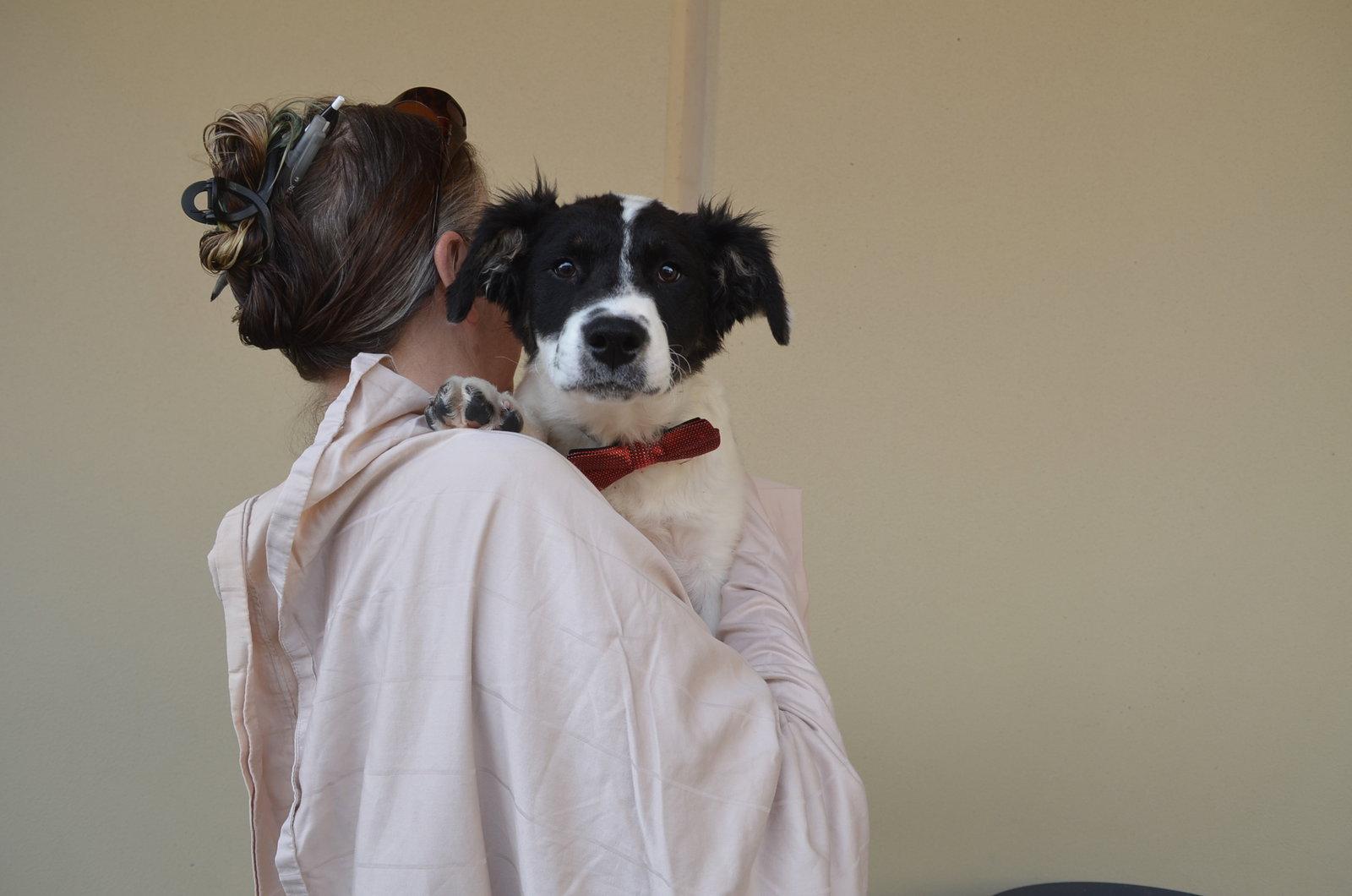 Enlarge Asher, a Adopted Border Collie in McKinney, TX image 1/2
